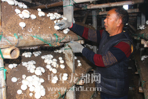 周口項城：食用菌種植基地內(nèi)，工人正在查看雙孢菇長勢